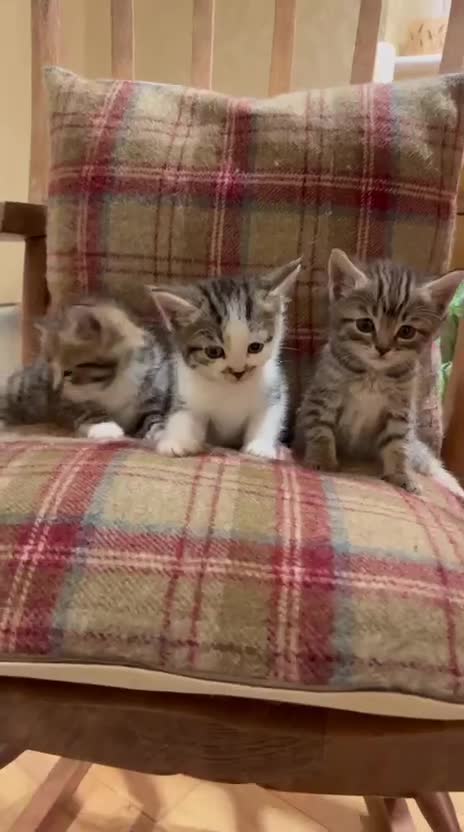 Mixed Breed cats for sale: 3 gorgeous boys mix breed - Video 1
