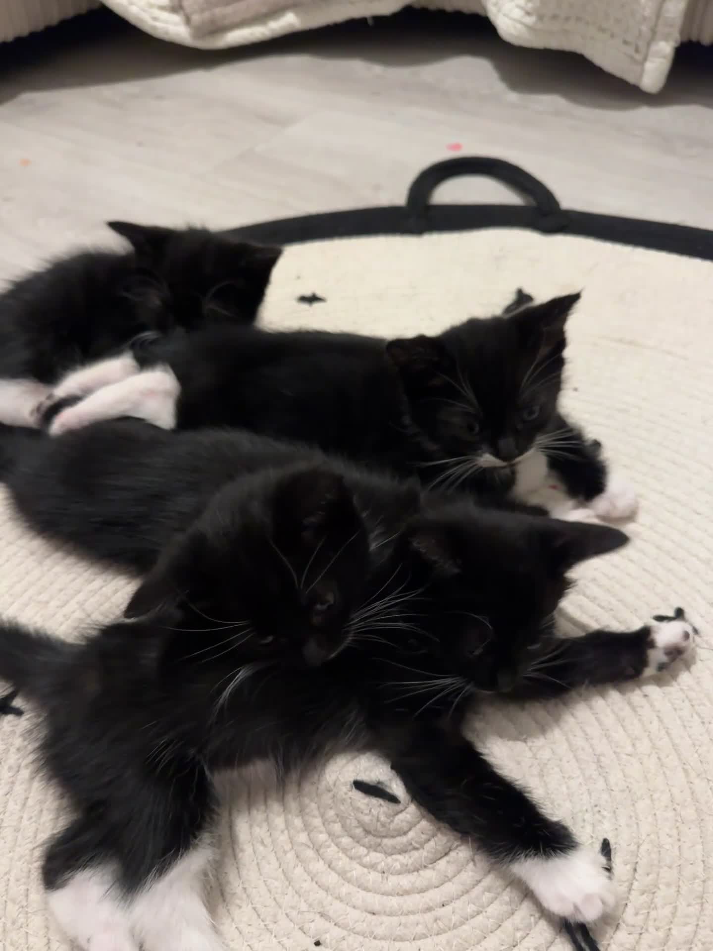 Mixed Breed cats for sale: Beautiful Kittens Looking for Their Forever Homes✨ - Video 1