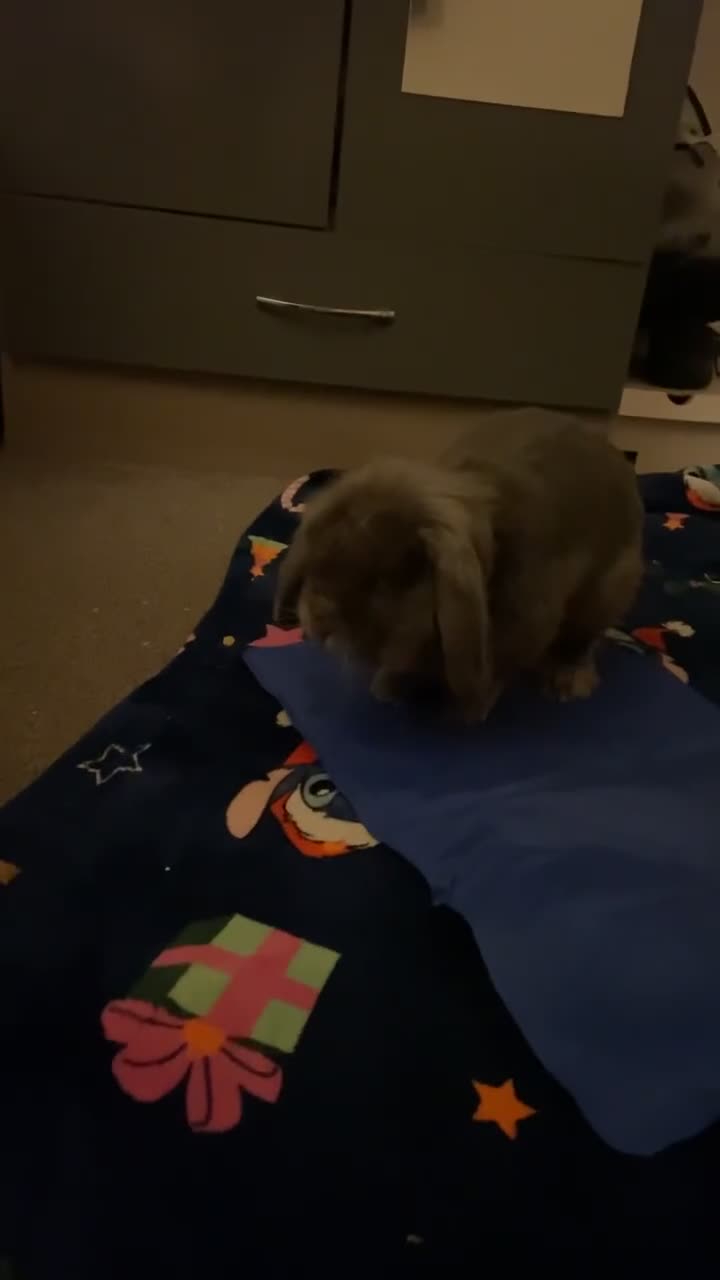 Mini Lop rabbits for sale: Rabbit PLEASE READ ALL DESCRIPTION  - Video 2