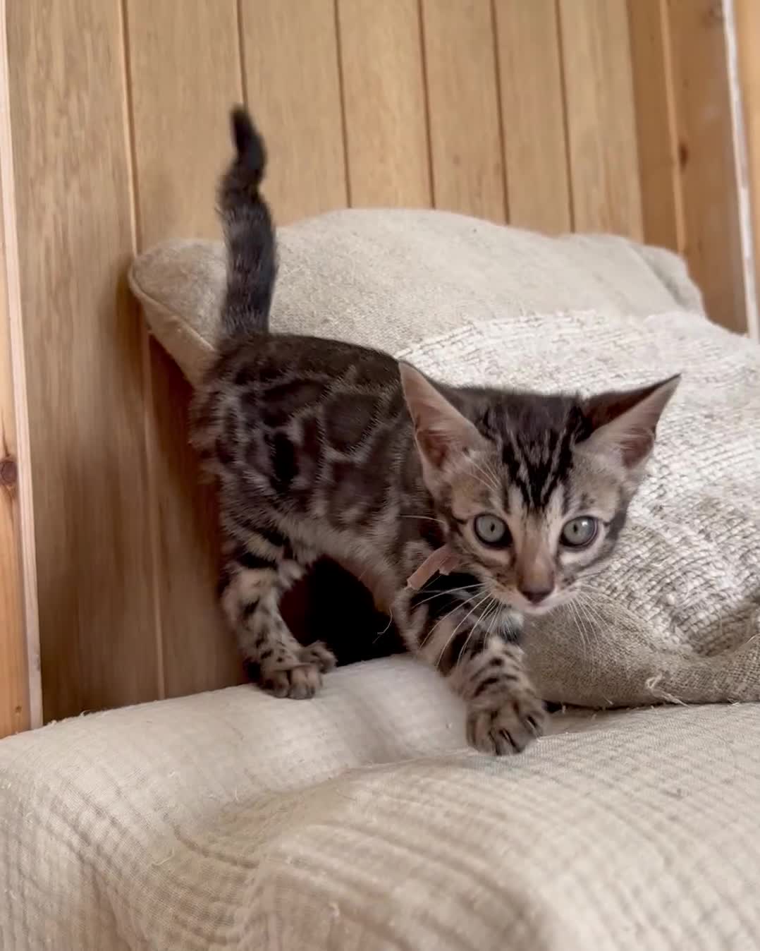 Bengal cats for sale: Rare Glitter Pedigree Bengal Female - Show Quality - Video 3
