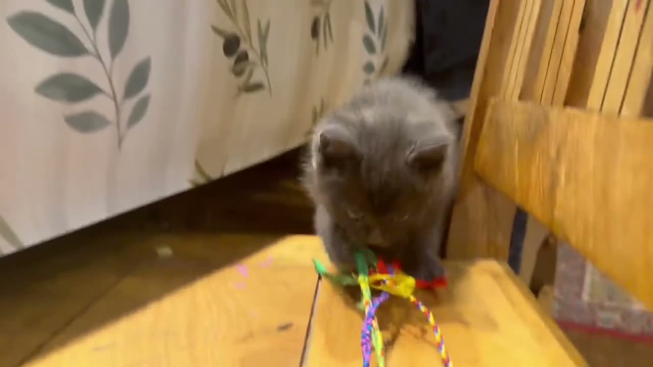 Birman cats for sale: Gorgeous Birman MixKittens Beautiful Personalities - Video 2