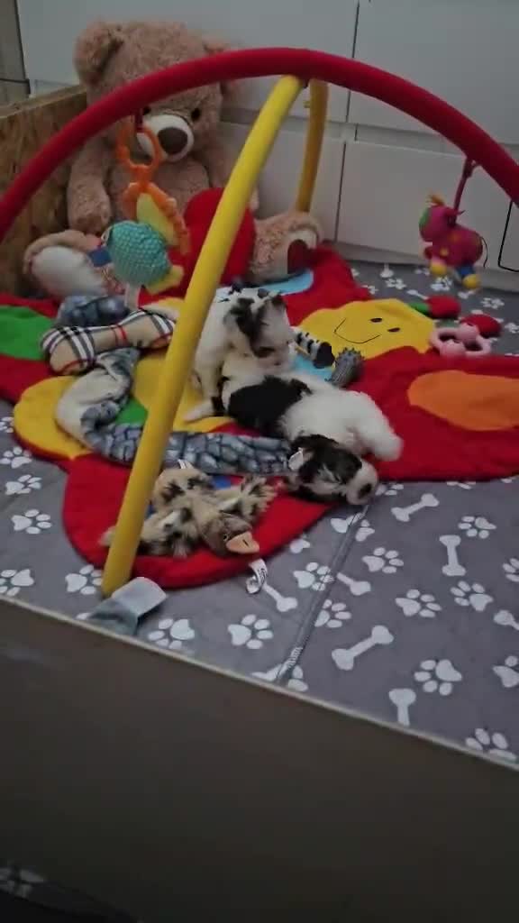 Yorkshire Terrier dogs for sale: 4 Adorable Yorkshire terrier pups  - Video 1