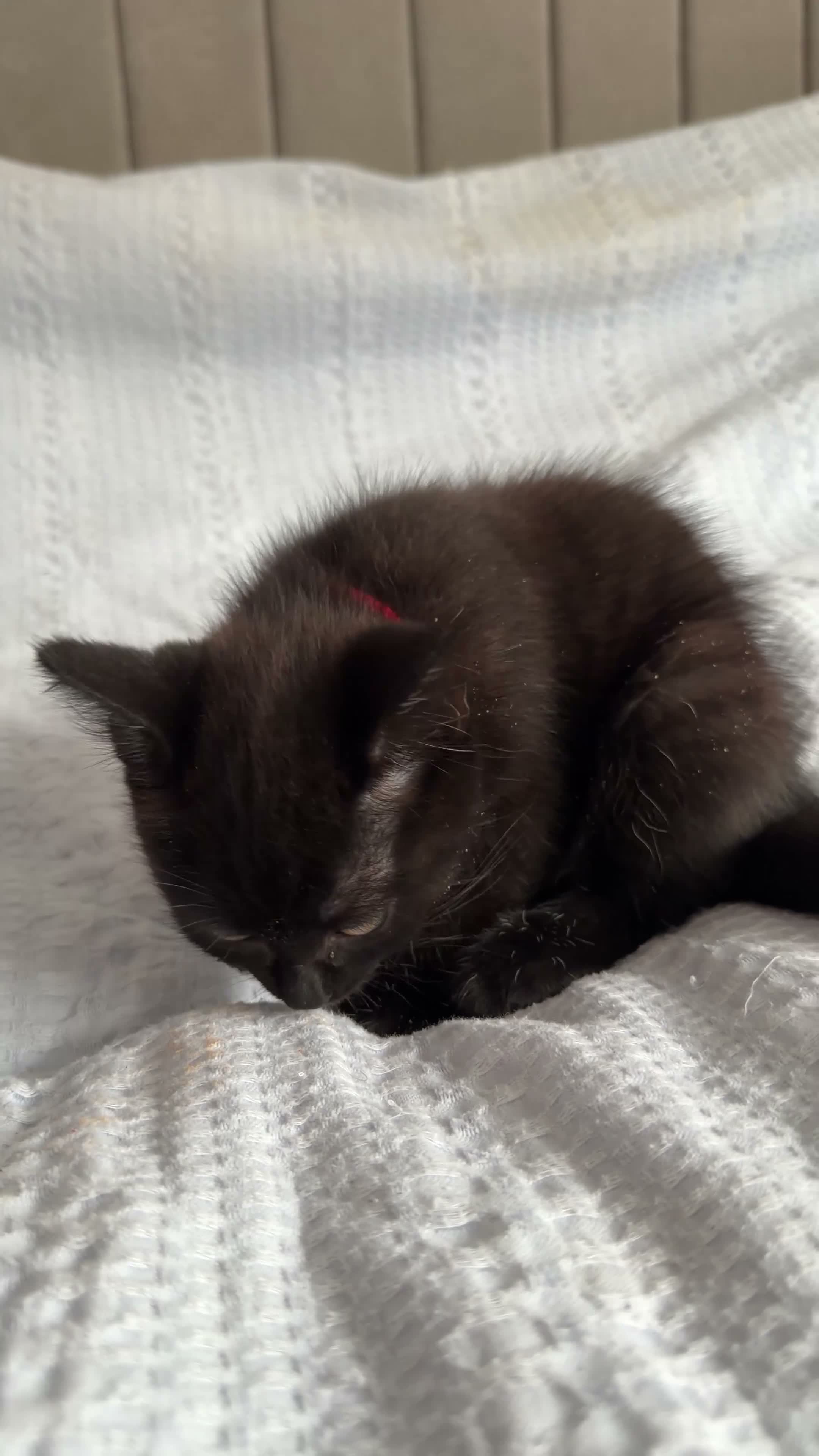 Mixed Breed cats for sale: 3 Beautiful Black Fluffy Persian-Mix Girl Kittens - Video 4