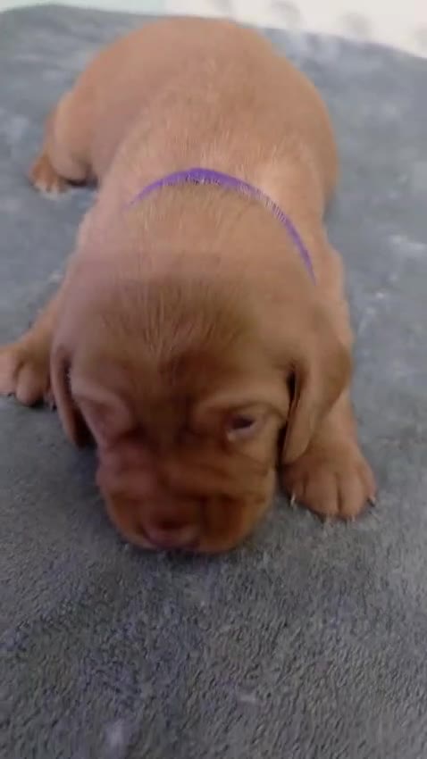 Mixed Breed dogs for sale: Cockalier (King Charles Spaniel) X Dachshund Cross - Video 3