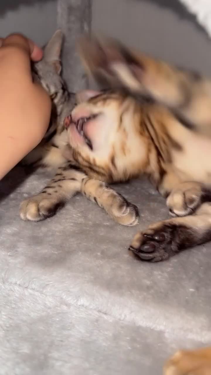 Bengal cats for sale: ✨PRICES REDUCED✨ Two bengal kittens  - Video 2