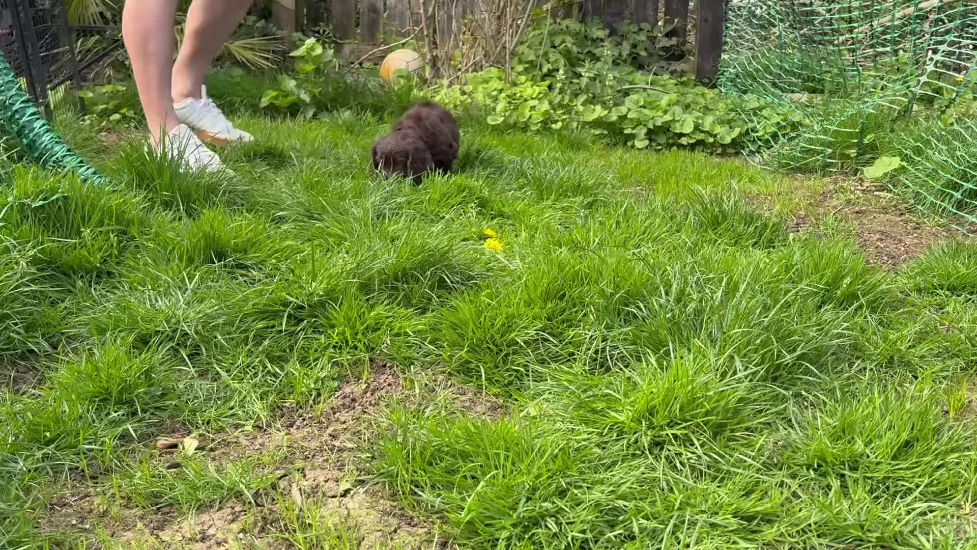 Cocker Spaniel dogs for sale: Last Working cocker Available RKC - Ready Now  - Video 3