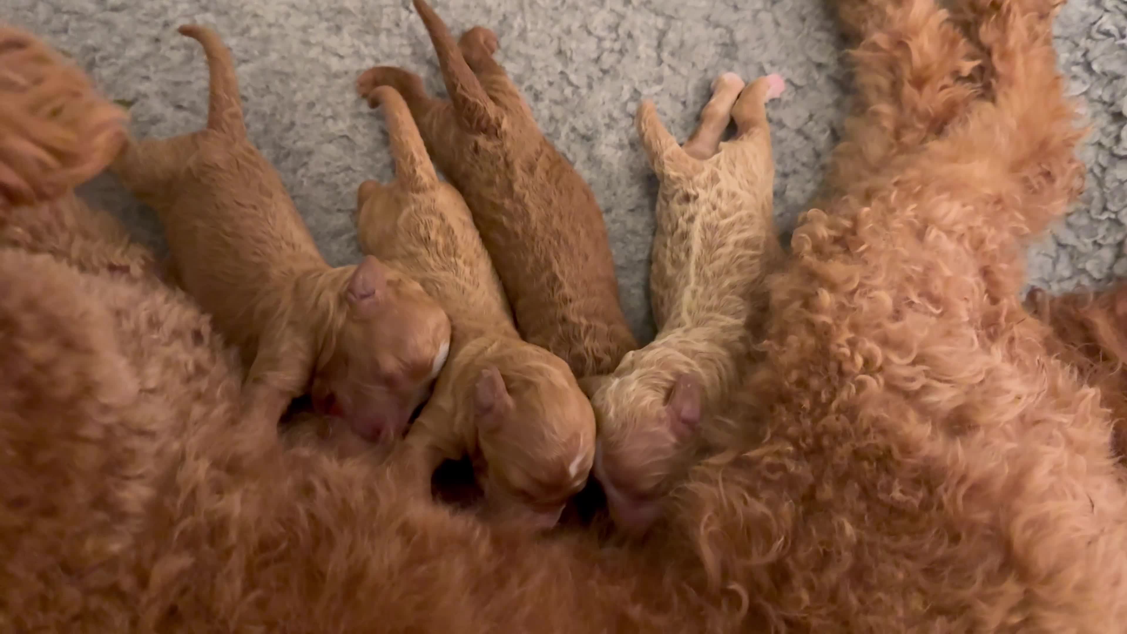 Australian Labradoodle dogs for sale: ❤️❤️ AUSTRALIAN GOLDENDOODLES ❤️❤️ - Video 1