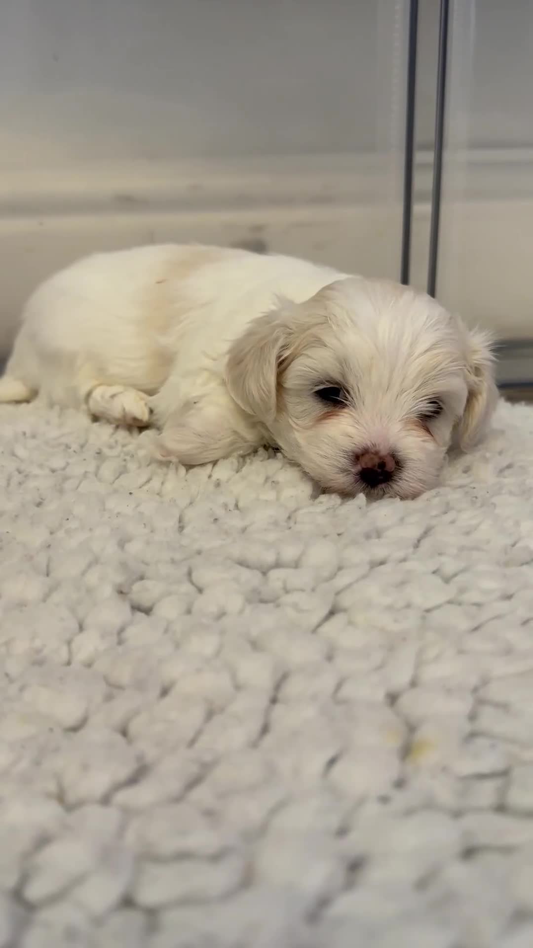 Mixed Breed dogs for sale: Maltese Cross Puppies for Sale  - Video 1