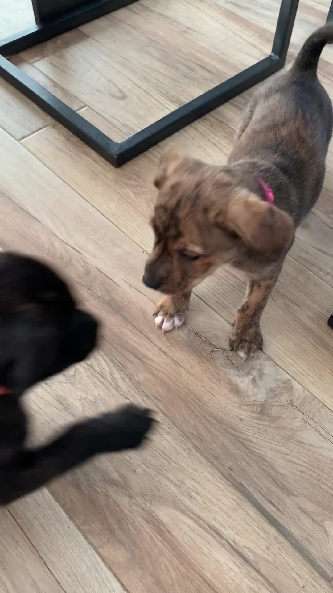 Mixed Breed dogs for sale: Staffordshire bull terrier x pups - Video 1