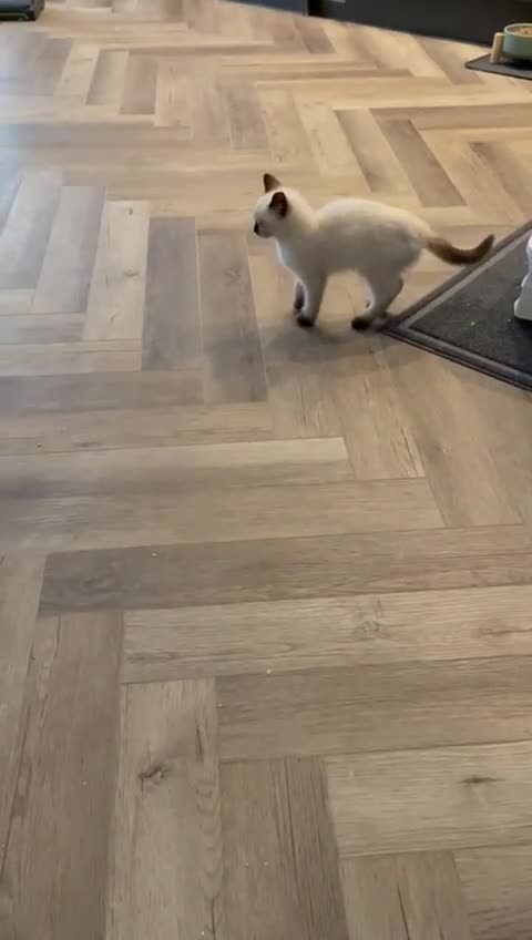 Ragdoll cats for sale: Purebred Female Seal Point Ragdoll Kitten £600 - Video 2