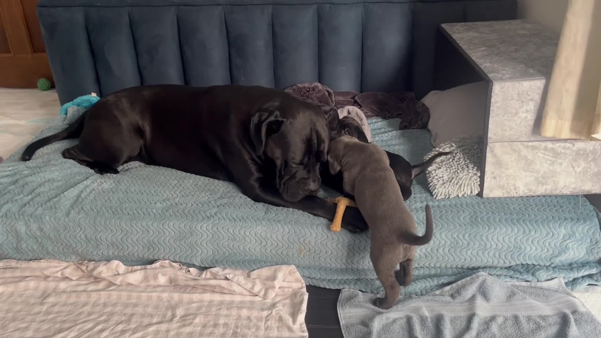 Cane Corso dogs for sale: Stunning Cane Corso Puppies in Wokingham - Video 2