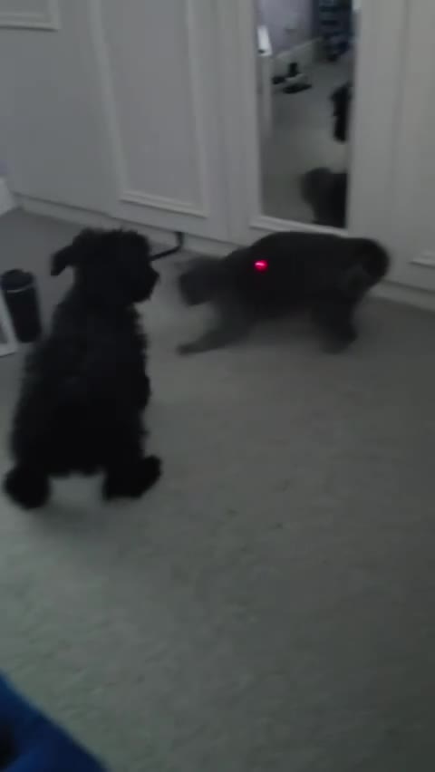 Cockapoo dogs for sale: Adorable 6-Month-Old Mini Cockapoo  - Video 1
