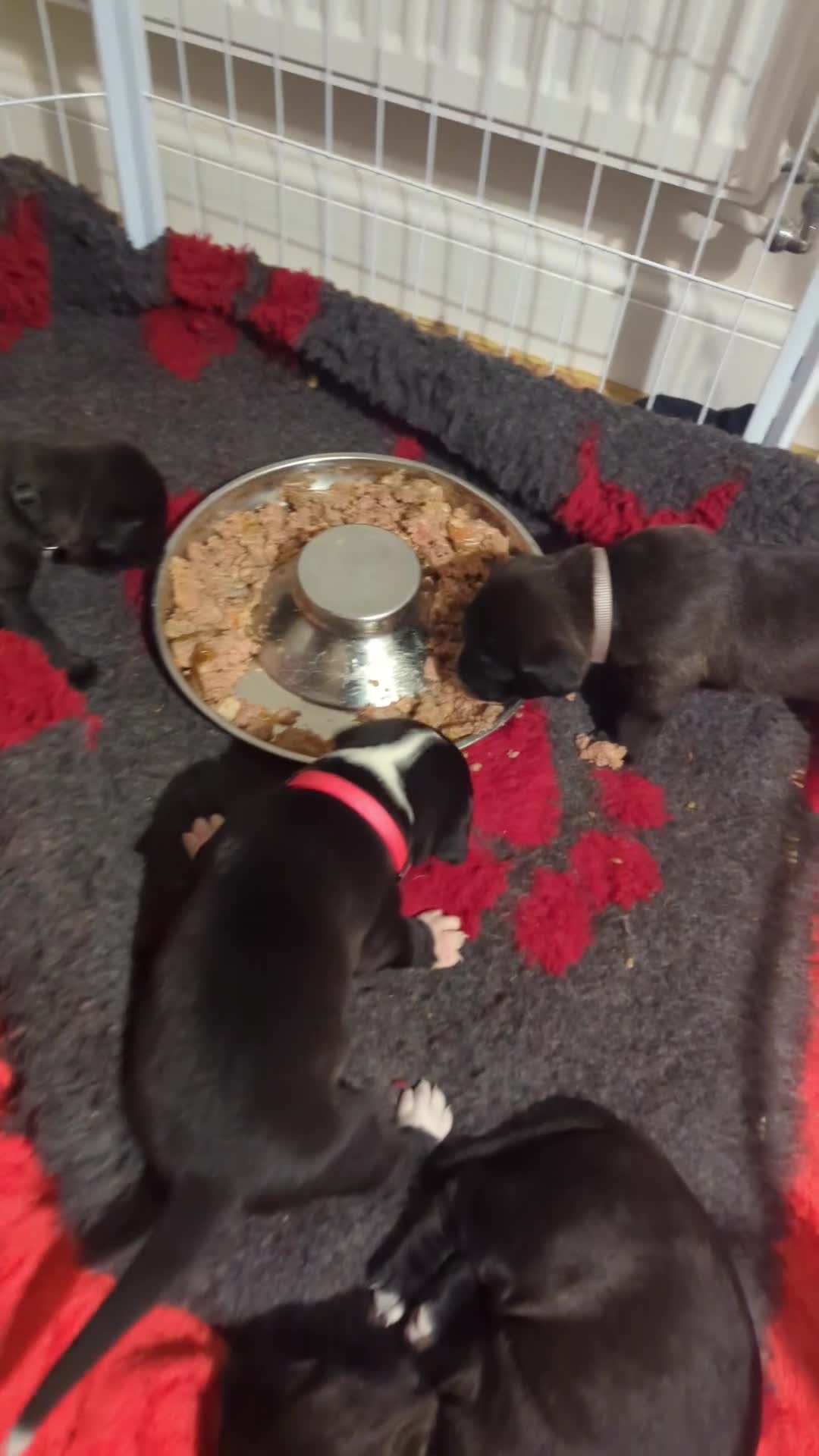 Mixed Breed dogs for sale: Bullador pups  - Video 3