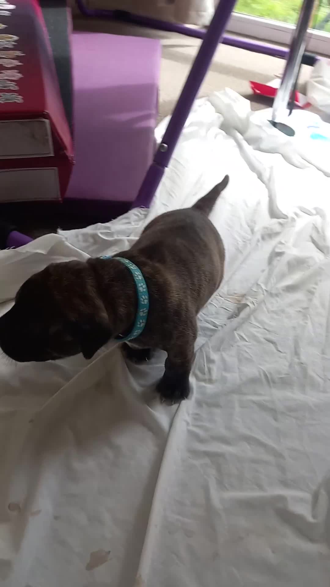 Staffordshire Bull Terrier dogs for sale: Brindle staffy pups  - Video 1