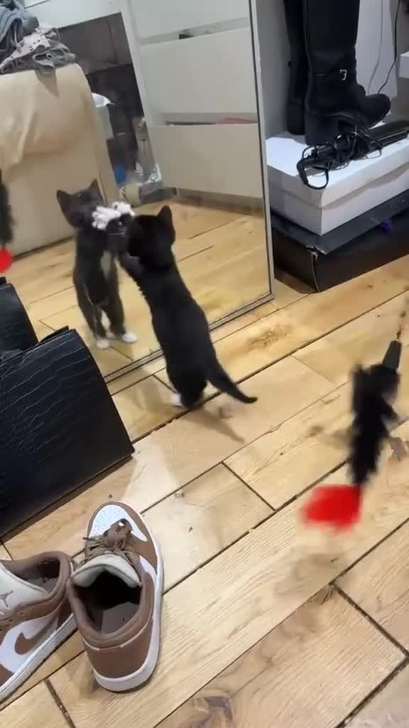 Mixed Breed cats for sale: Kitten ready for a new home in Enfield - Video 1