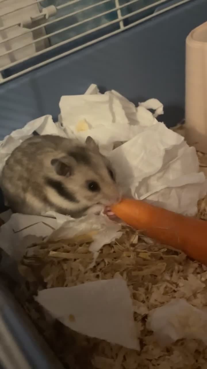 Hamster rodents for sale: Klaus is looking for his forever home! - Video 1