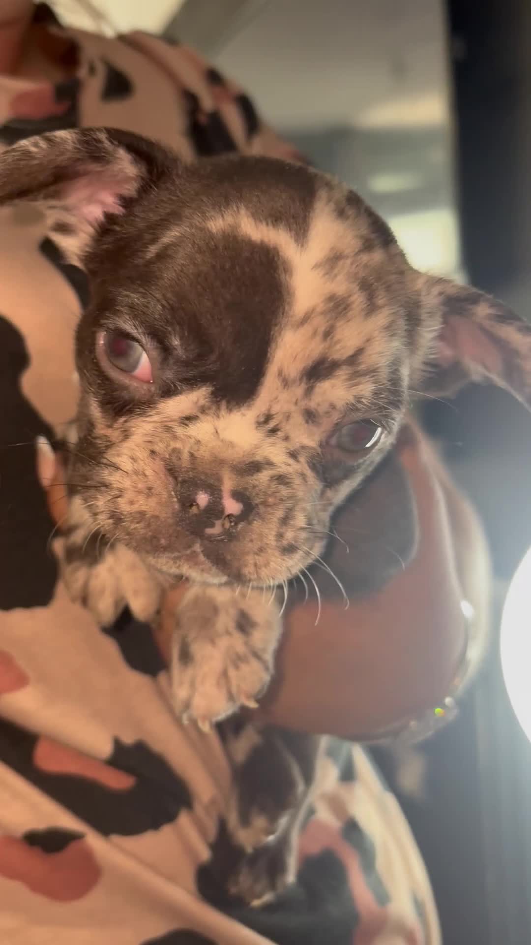 French Bulldog dogs for sale: REDUCED!! 3 Merle French bulldog puppies  - Video 1