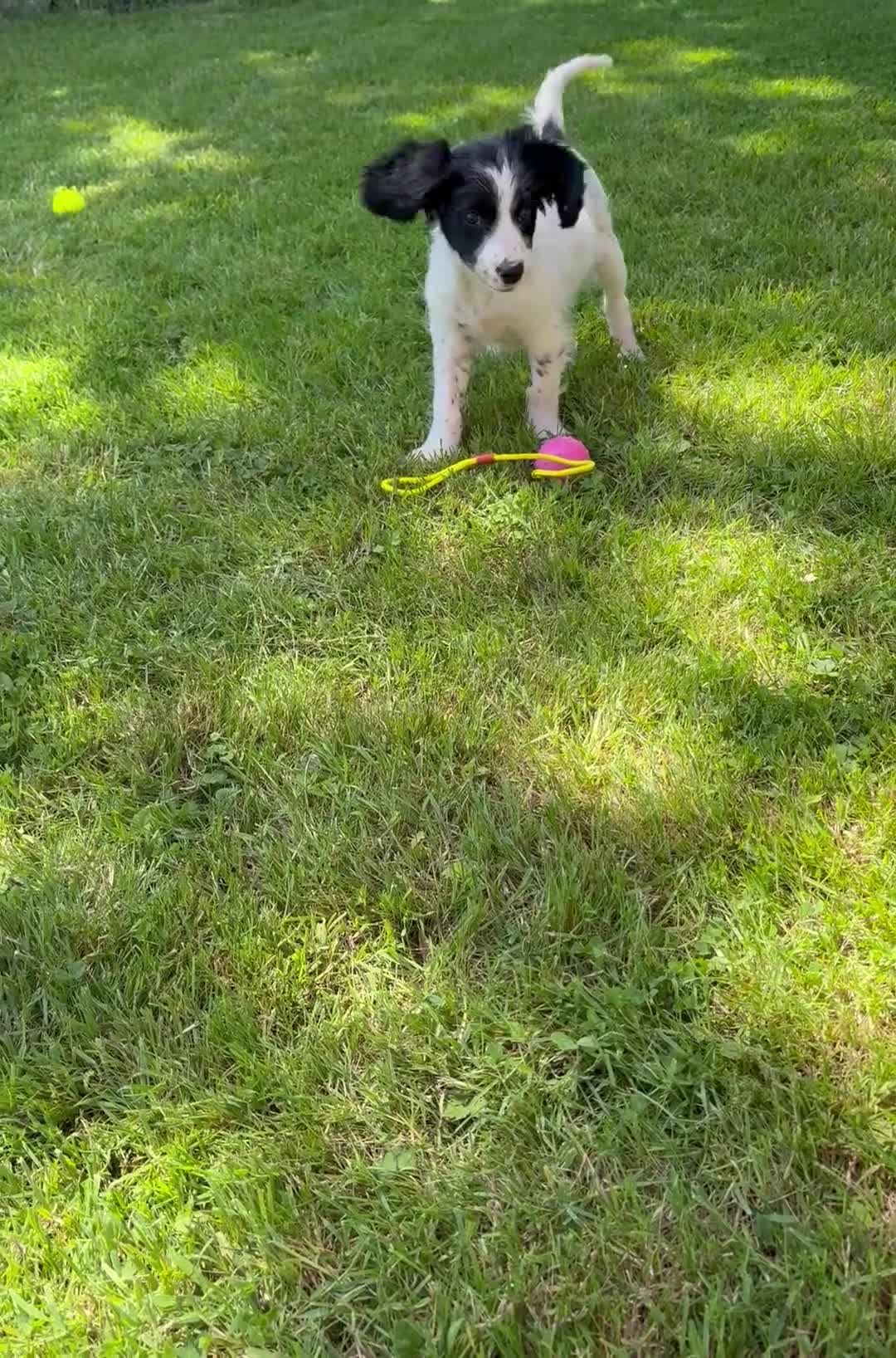 Cockalier dogs for sale: Gorgeous Covkalier puppies! - Video 1