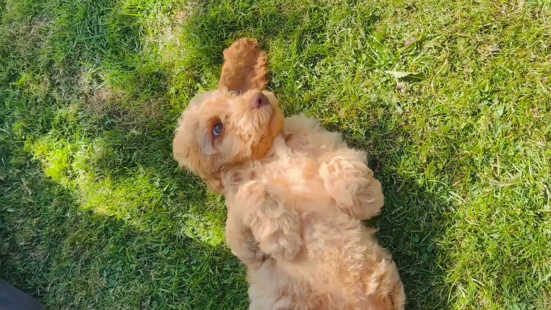 Cockapoo dogs for sale: 6 beautiful champagne and gold 🐶  - Video 2