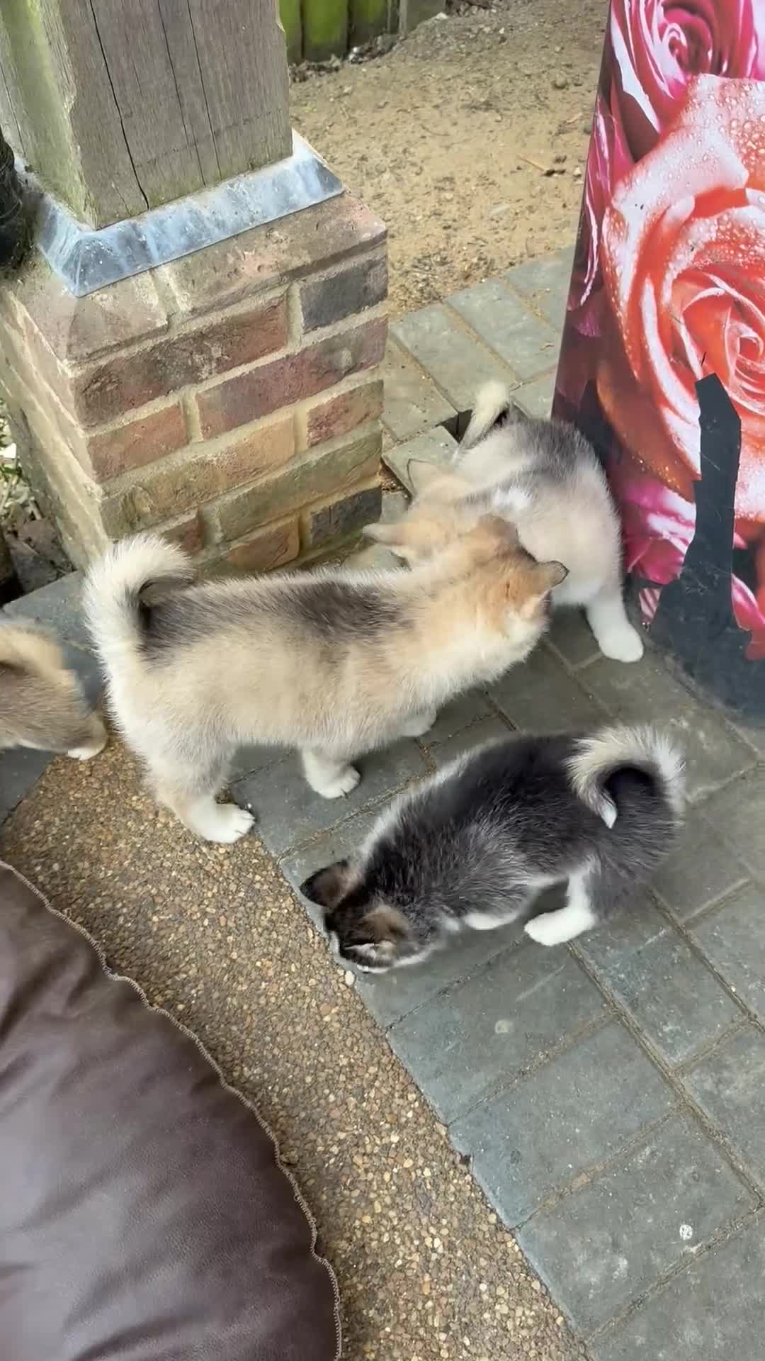 Pomsky dogs for sale: 6 beautiful pomsky 3 girls 3 boy ready to leave  - Video 5