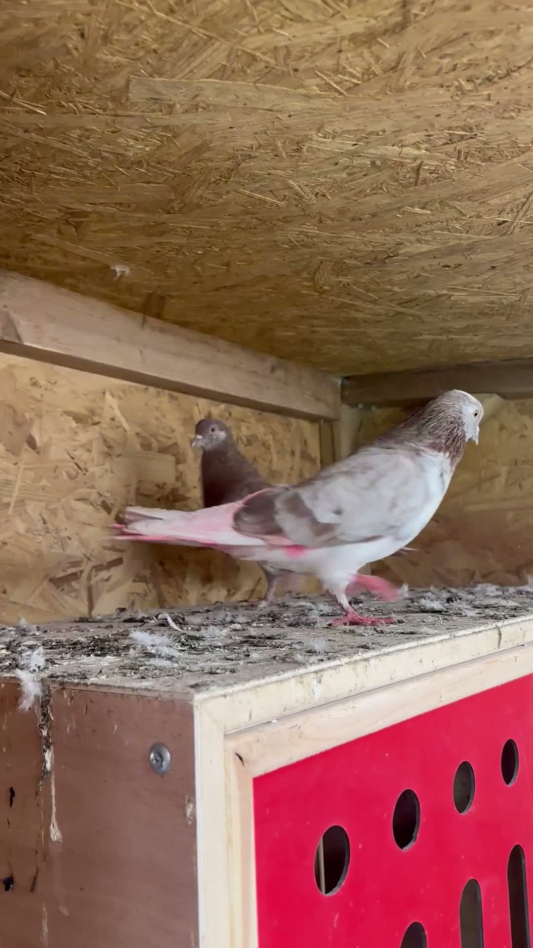 Pigeons birds for sale: Iranian kashan highflyers  in Birmingham - Video 1