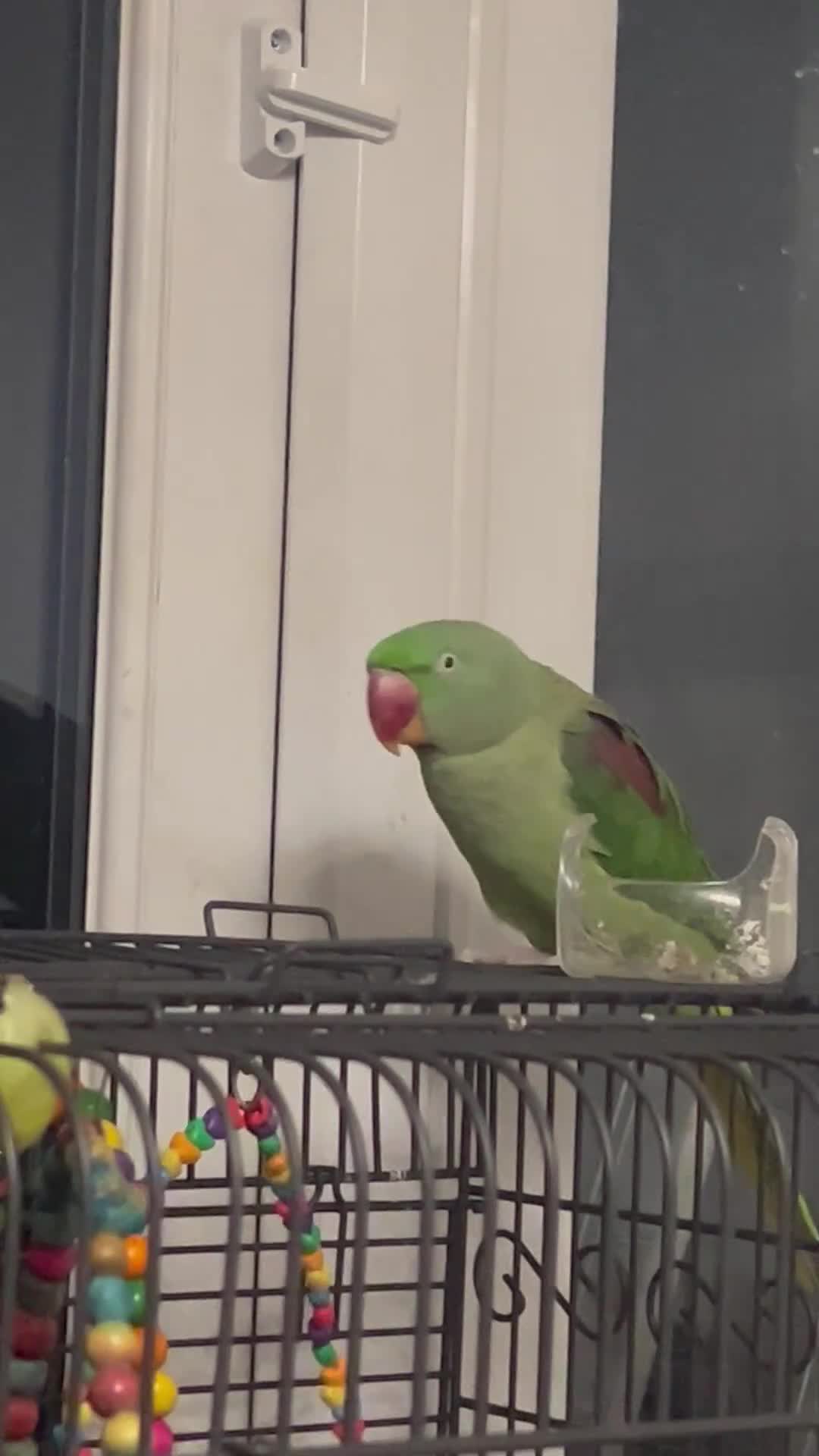 Parakeets birds for sale: Alexandra parrot  in Southampton - Video 1