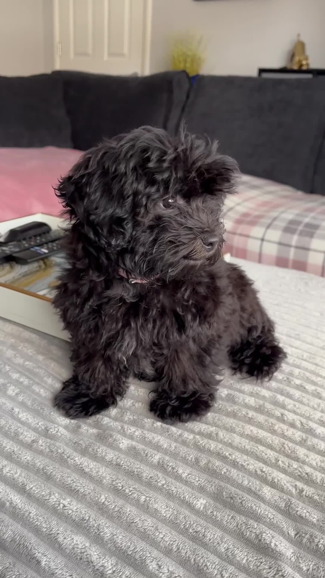 Shihpoo dogs for sale: Coco  - Video 1