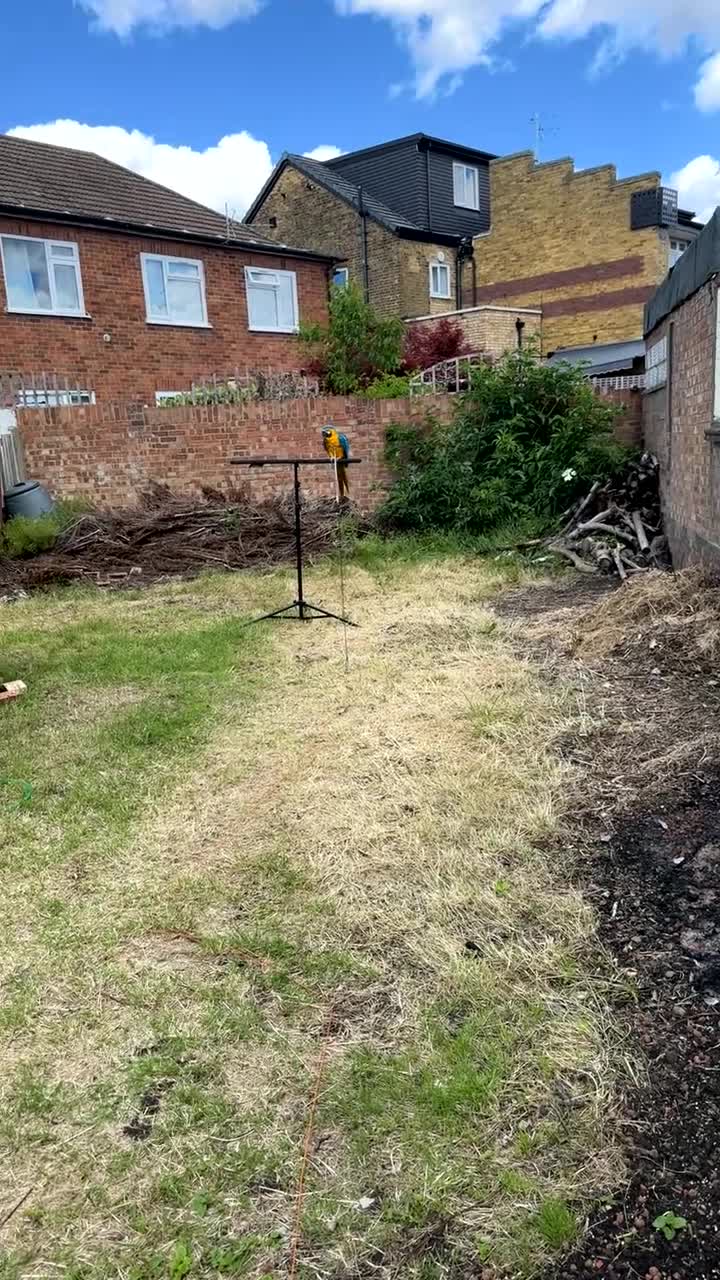Macaws birds for sale: Blue & Gold Macaw – 12 Months Old Hand-Reared - Video 4