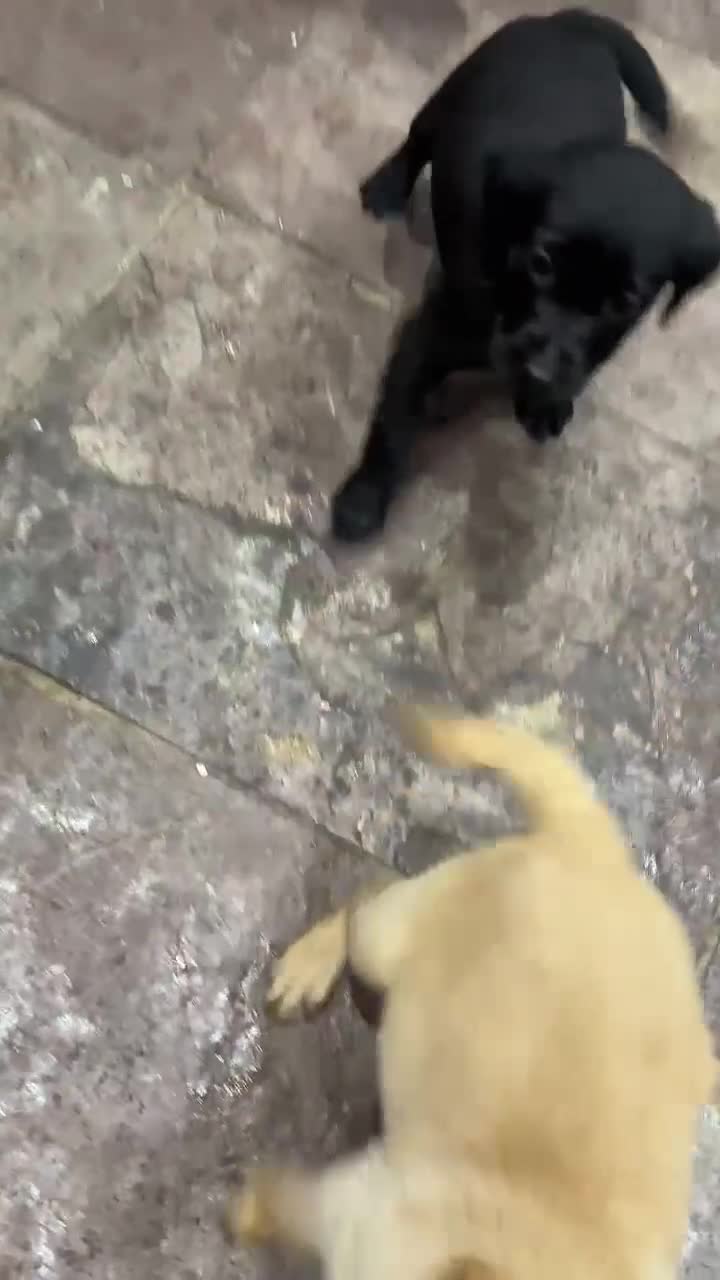 Labrador Retriever dogs for sale: Working Labrador puppies for sale, south Wales - Video 2