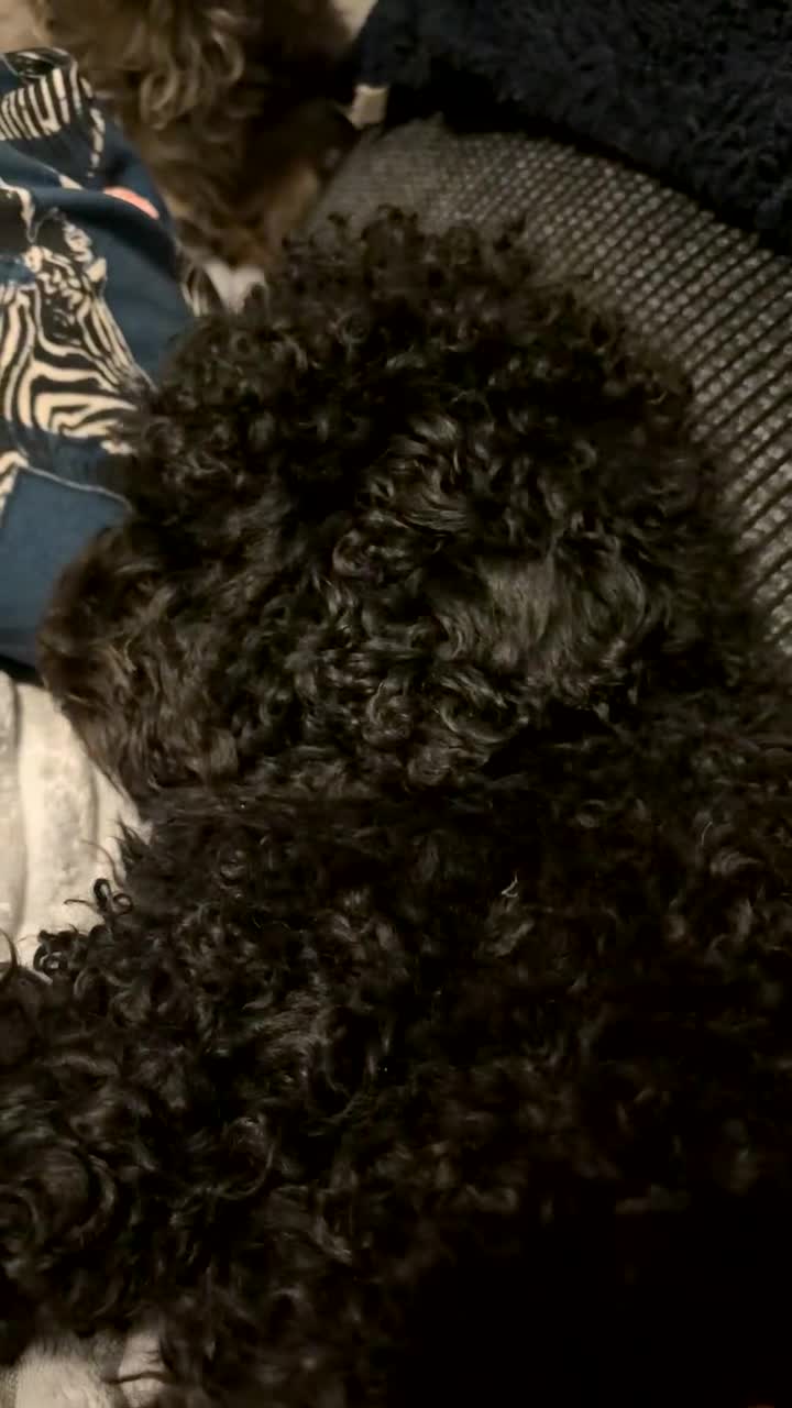 Cockapoo dogs for stud: (Yogi) Male Full black cockapoo for stuffing. - Video 1