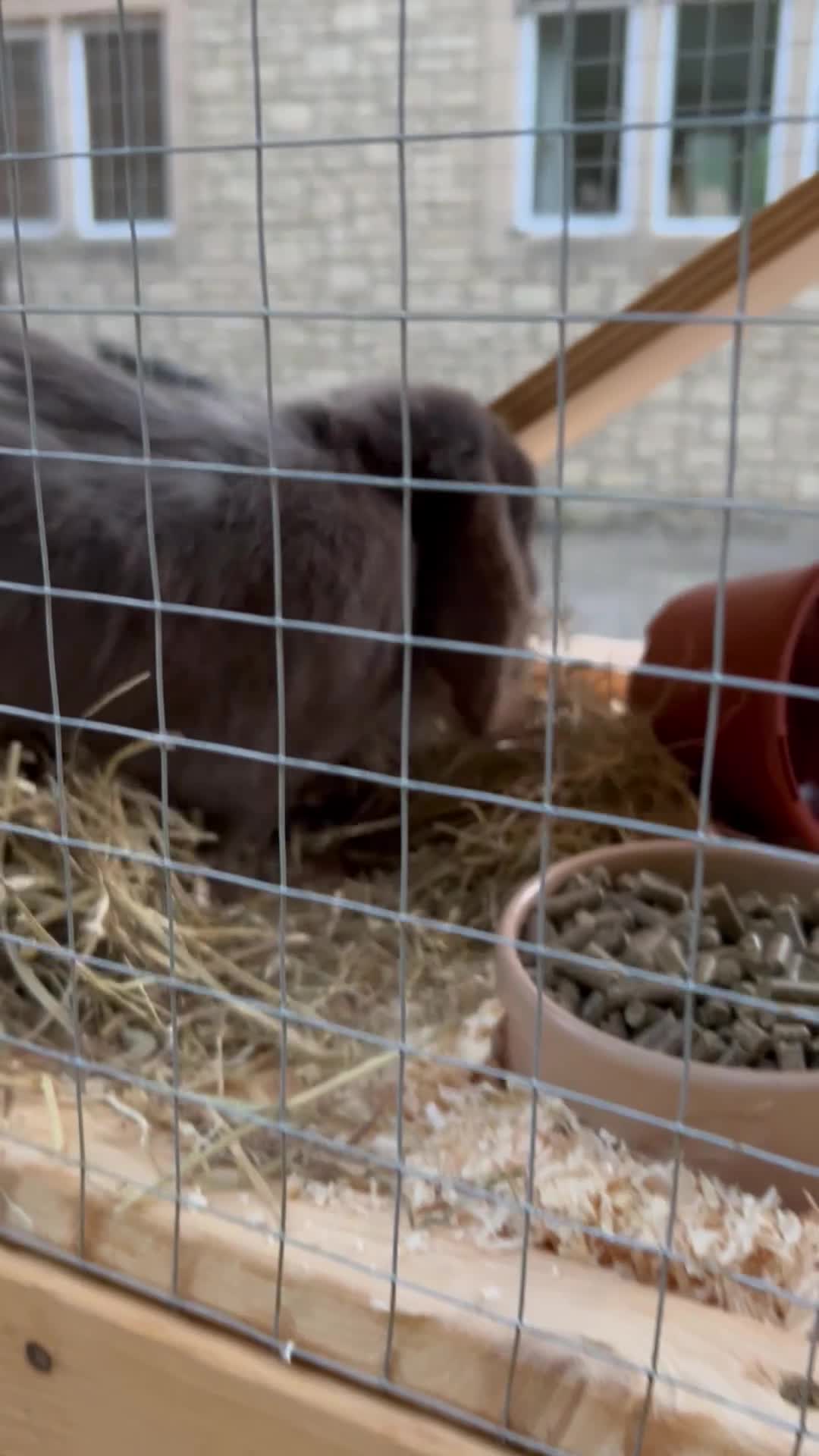 Mini Lop rabbits for sale: Two bonded mini lops for rehoming - Video 4