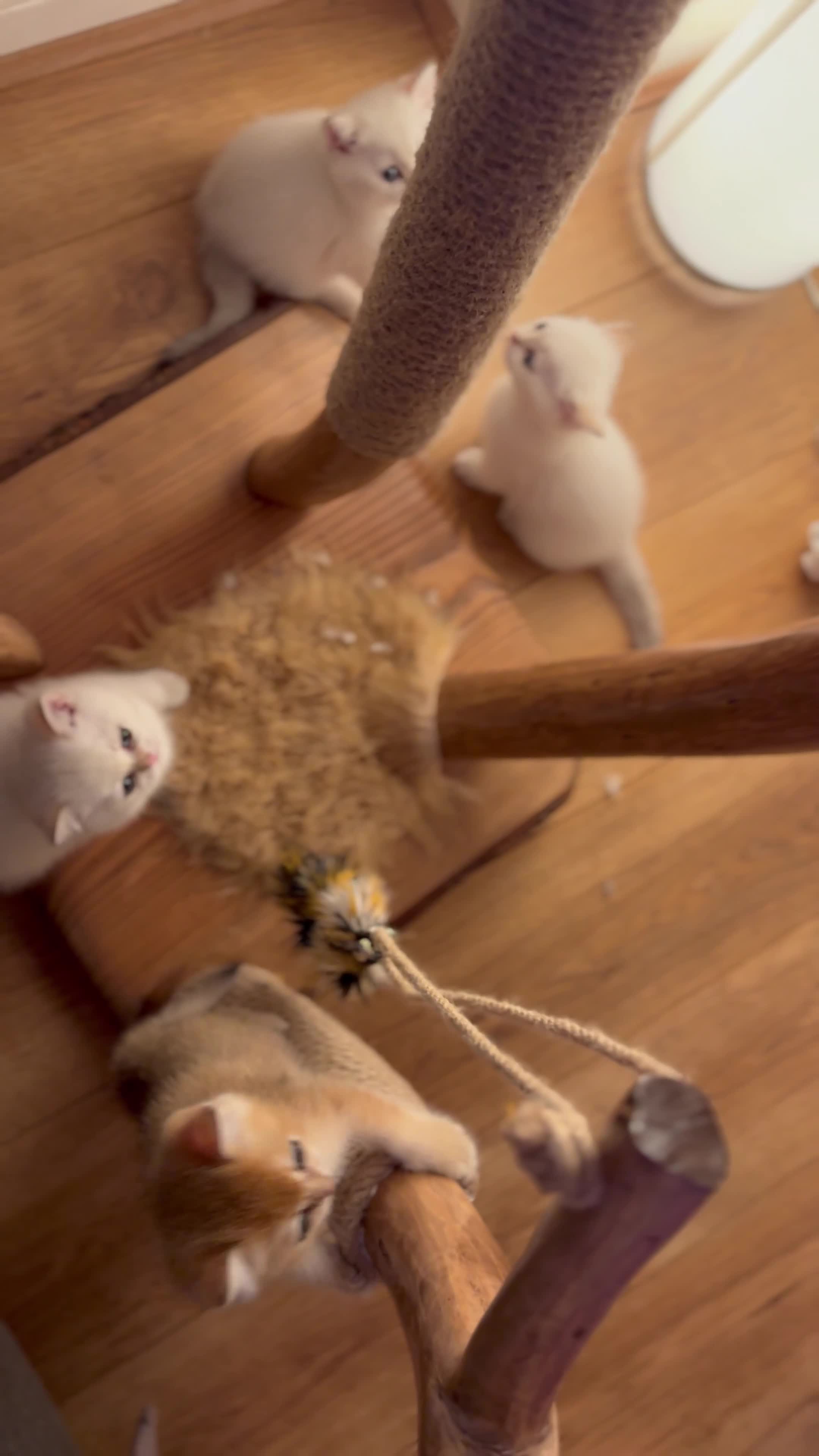 British Shorthair cats for sale: BSH Champion bloodlines TICA Kittens in Bedford - Video 3