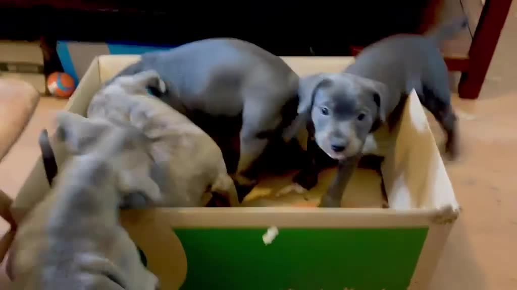 Mixed Breed dogs for sale: Victorian Bulldog × Staffy Puppies 4 Loving Homes - Video 4
