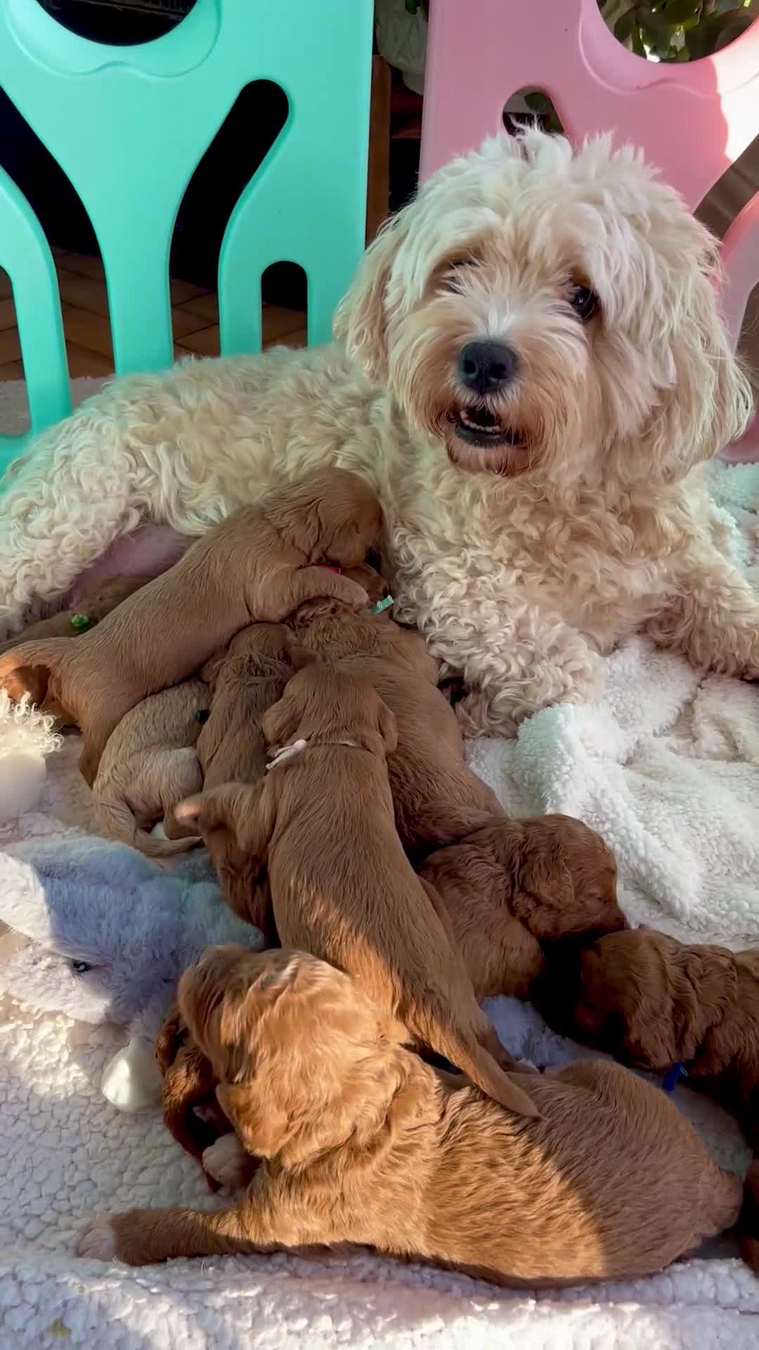 Cavapoochon dogs for sale: 5 ⭐️ LICENSED BREEDER HEALTH TESTED CAVAPOOCHONS - Video 4