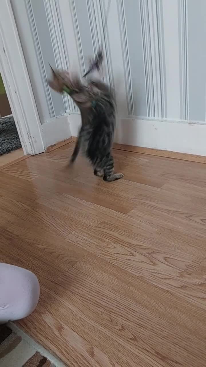 Bengal cats for sale:  Ready NOW!Mixed/x tabby/half bengal kittens💙💚🧡 - Video 2