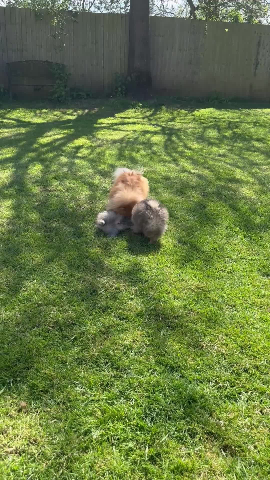 Pomeranian dogs for sale: ❤️ READY NOW! Stunning Pomeranian puppies 🐶❤️ - Video 3