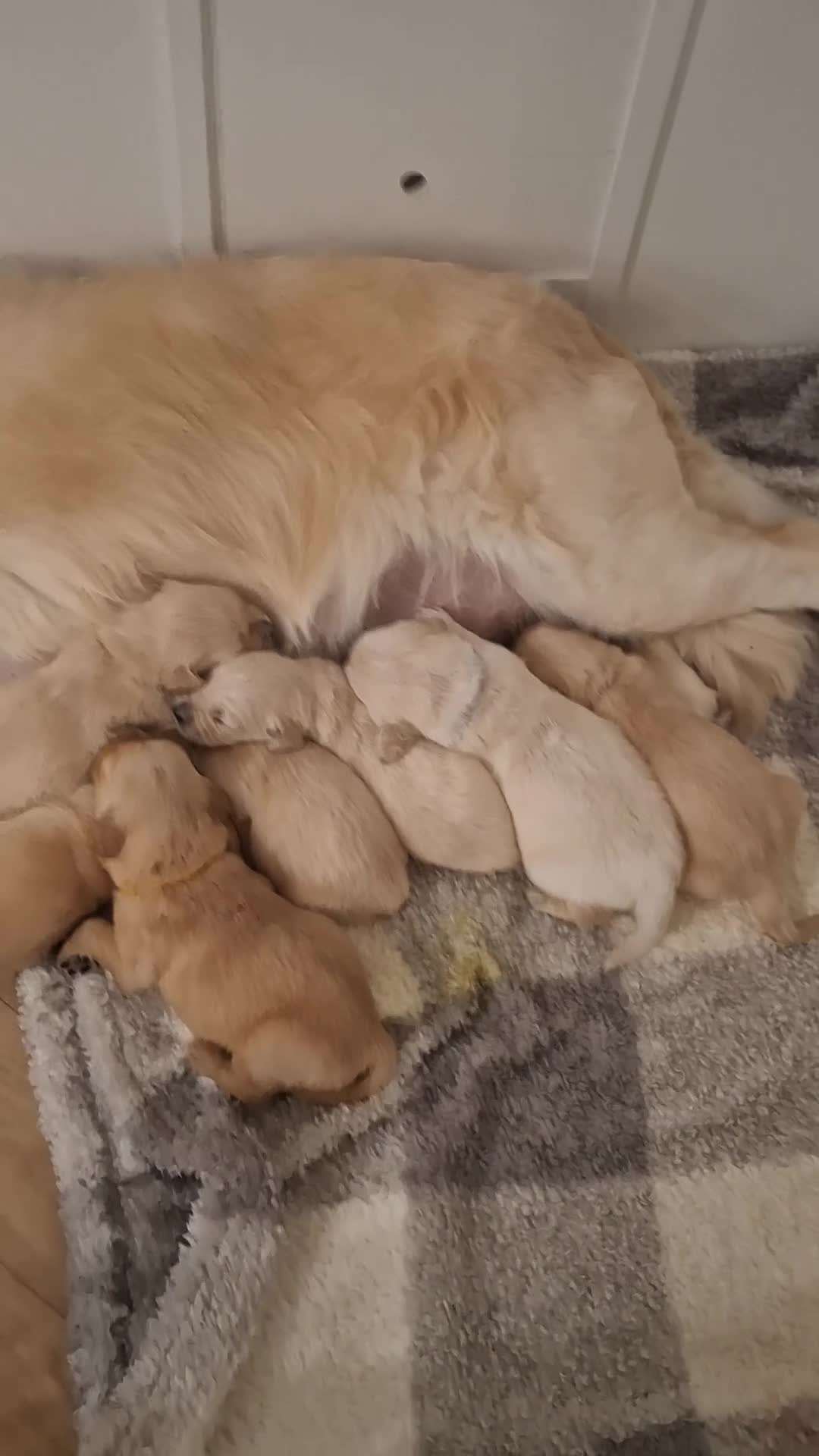 Golden Retriever dogs for sale: Golden Retriever puppies - Video 1