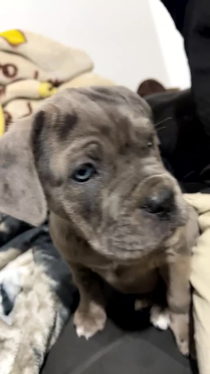 Mixed Breed dogs for sale: Nova 10 week old beautiful girl in Wembley - Video 3