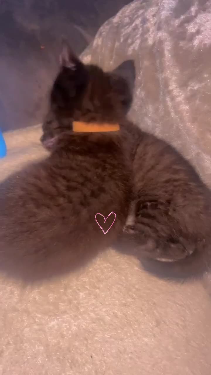 British Longhair cats for sale: PEDIGREE BRITISH SHORTHAIR KITTENS ! Ready to Go  - Video 1