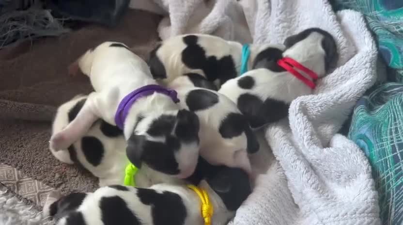 Cocker Spaniel dogs for sale: KC Reg Show Type Cocker Spaniel puppies - Video 1