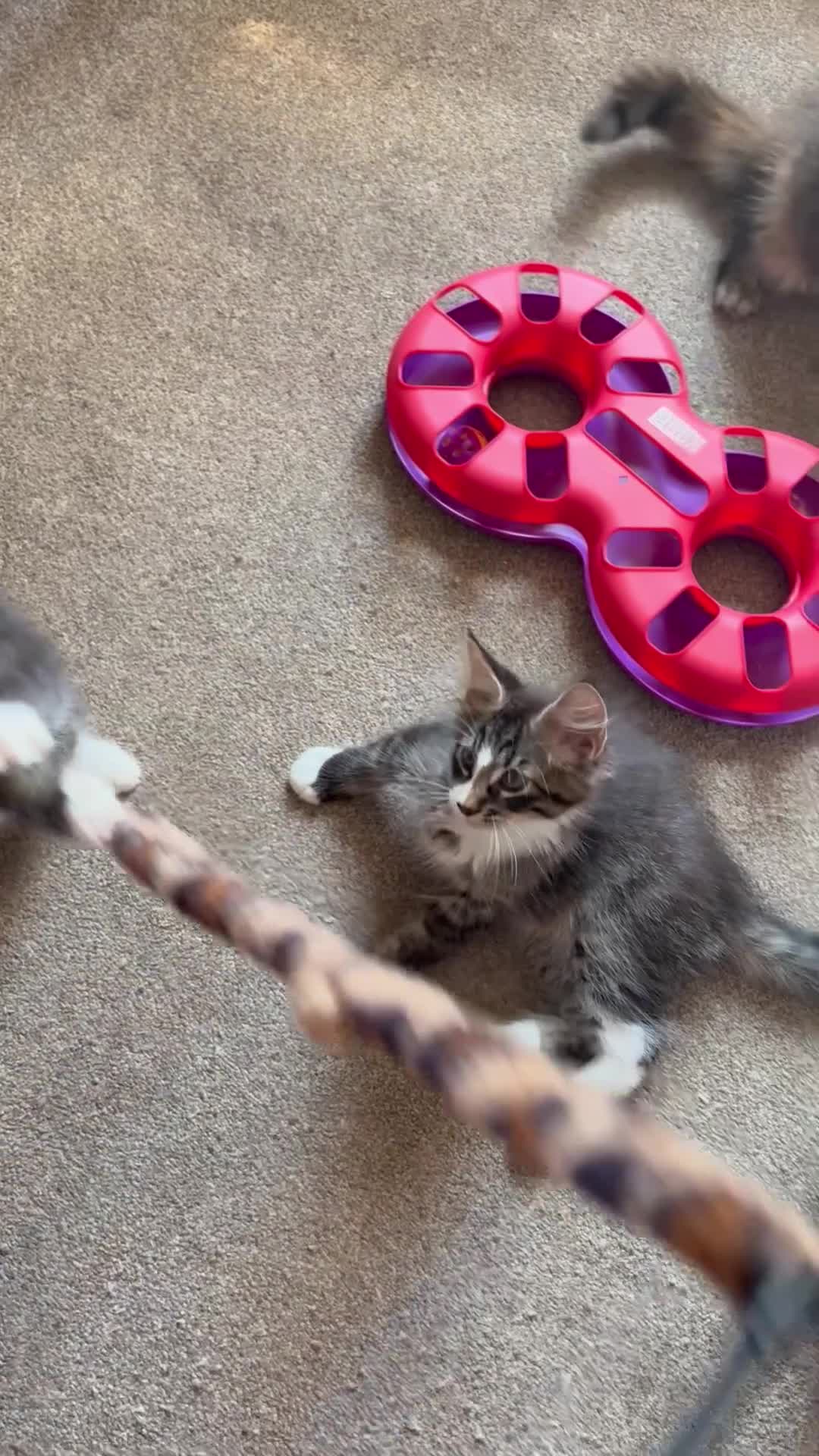 Maine Coon cats for sale: TICA Registered pedigree Maine Coon kittens - Video 1