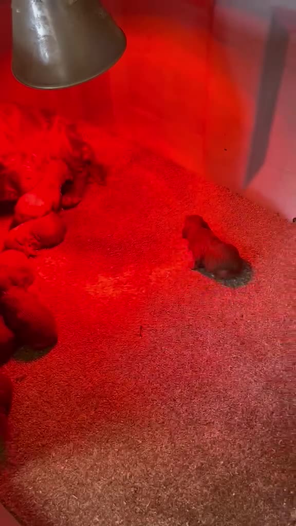 Toy Poodle dogs for sale: Super mini maltipoo puppies (toy poodle) - Video 2