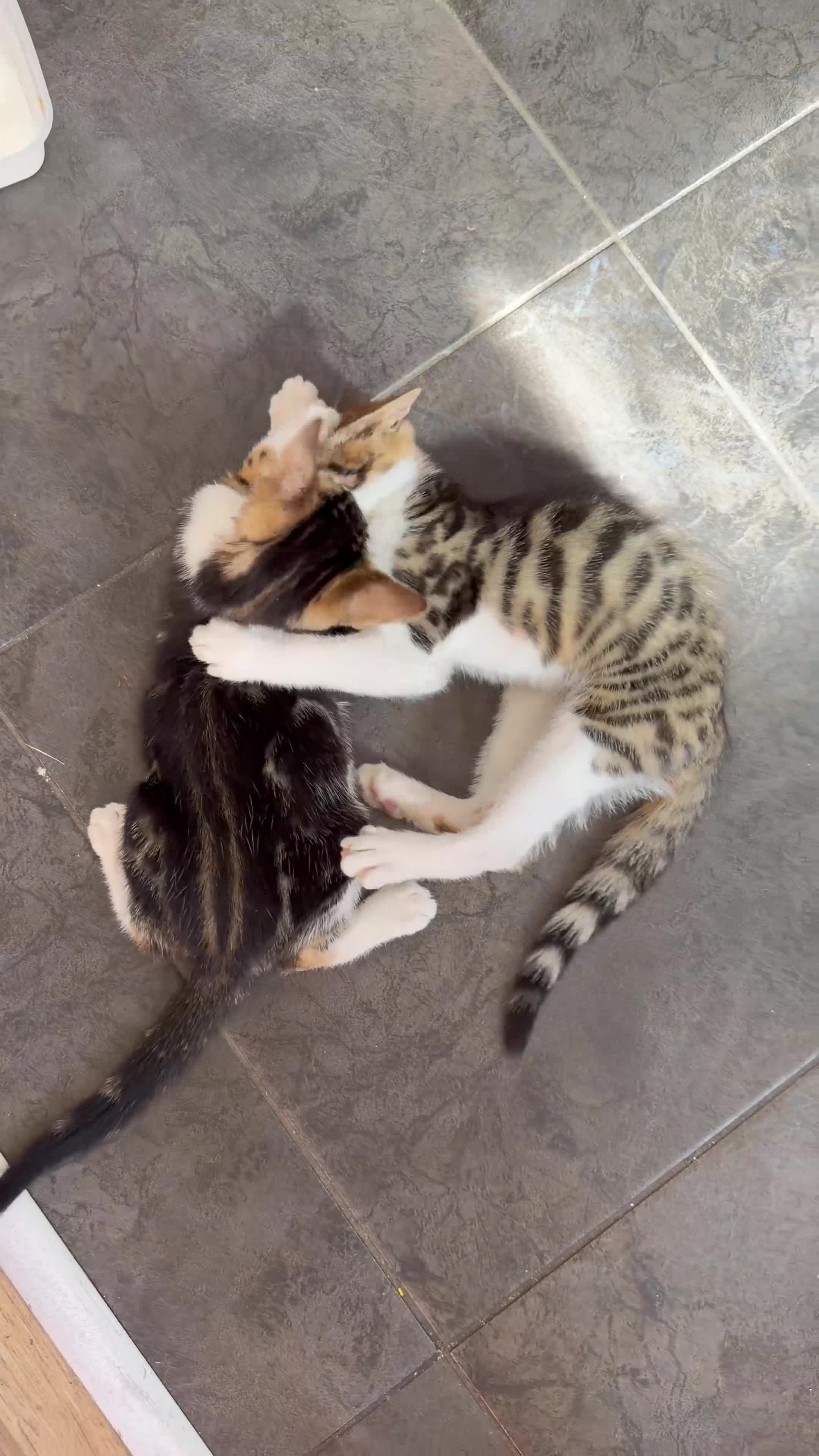 Mixed Breed cats for sale: Gorgeous Mixed Bengal Kittens in Enfield - Video 1