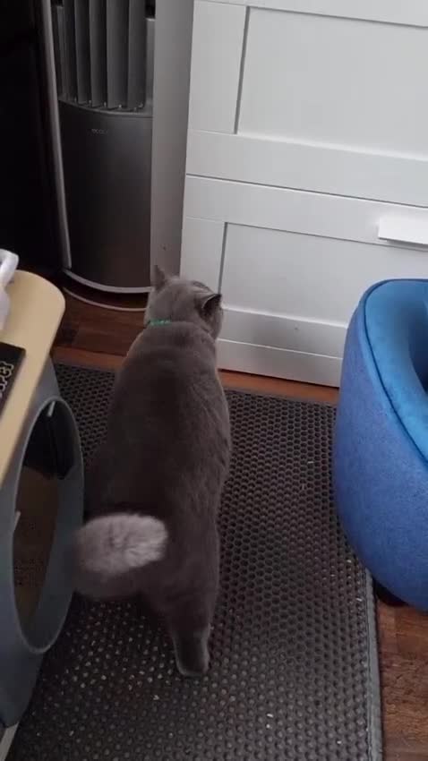 British Shorthair cats for sale: Last Female Ready Too Go GCCF Healthy Pedigree - Video 5