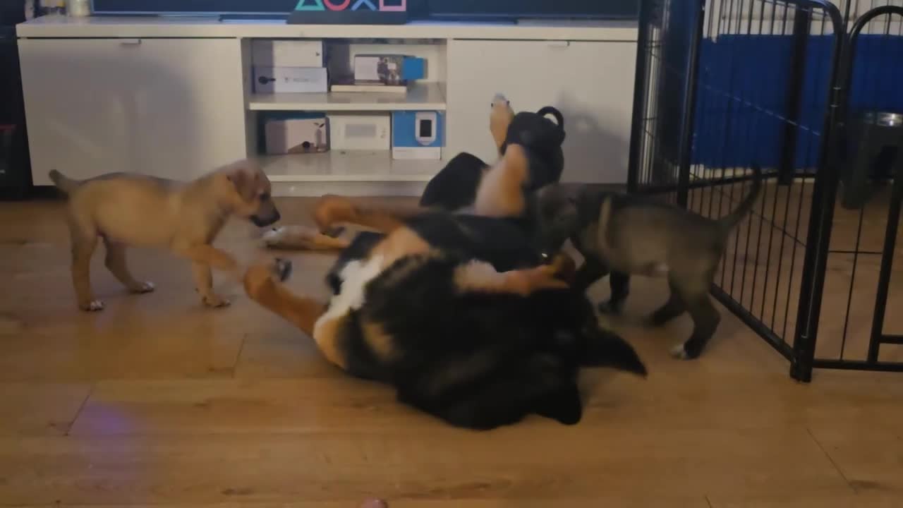 Mixed Breed dogs for sale: Tibetan Mastiff Crossbreed Pups - Video 1