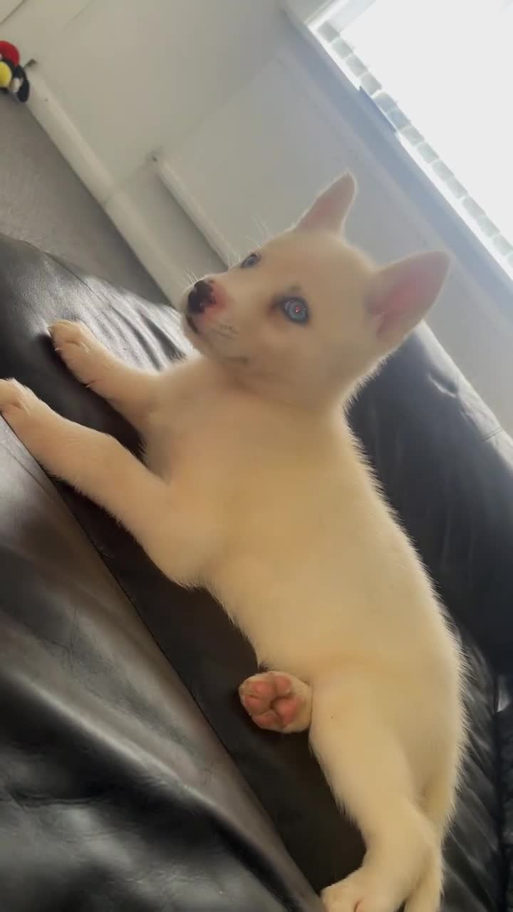 Siberian Husky dogs for sale: Puppy for sale bradford - Video 3