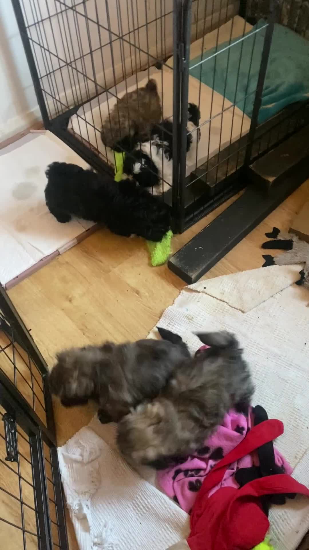 Shih Tzu dogs for sale: pure breed shih tzu puppy , only 1 left - Video 4