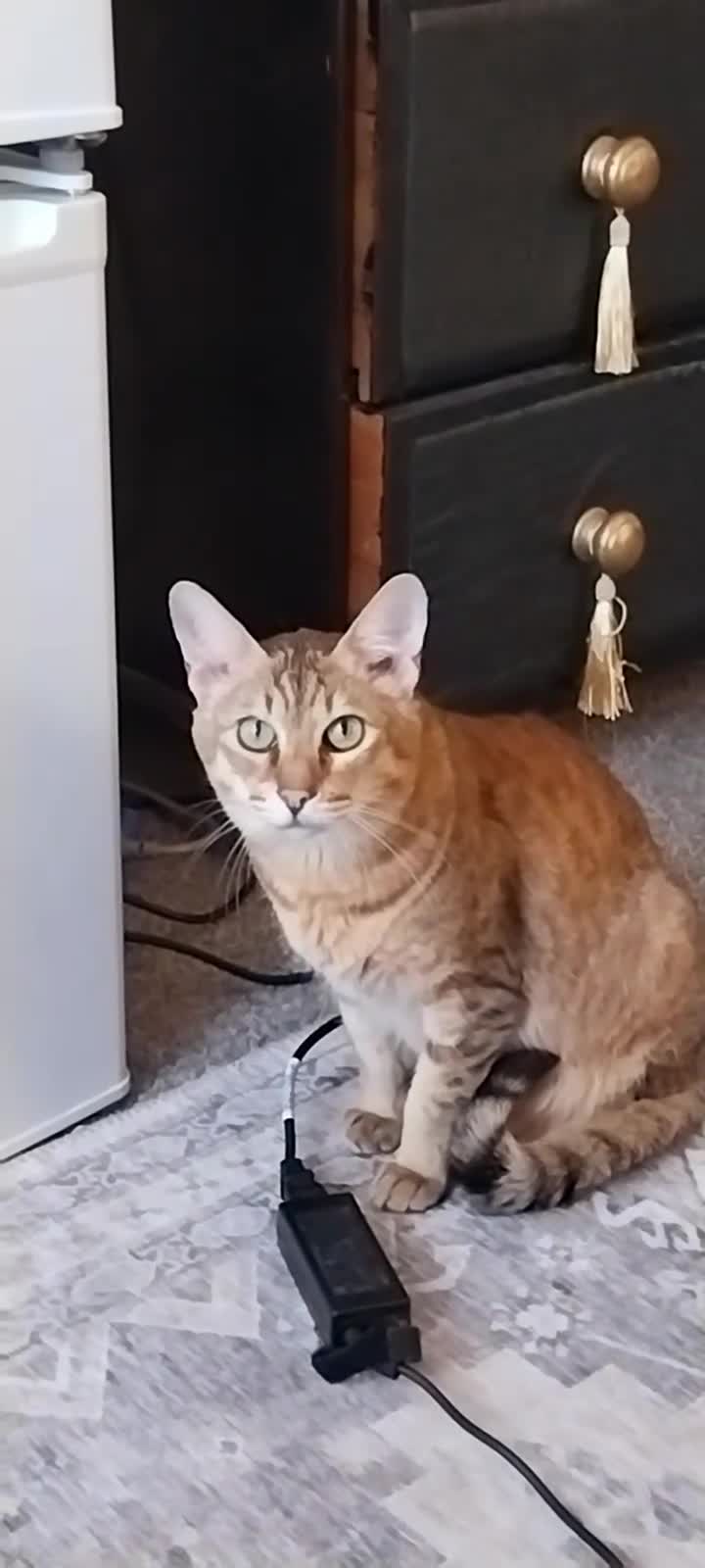 Savannah cats for sale: Archie  - Video 2