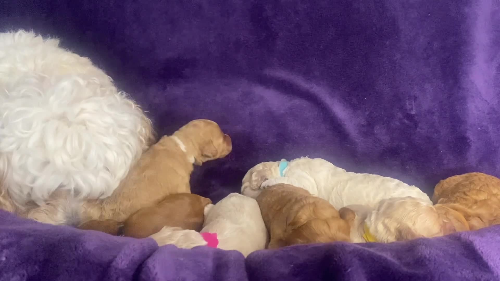 Cavapoochon dogs for sale: Cavapoochons fully health tested parents  - Video 1