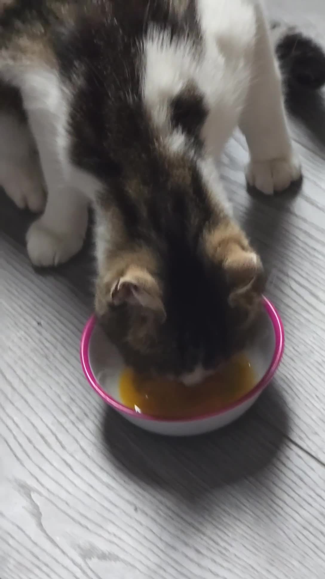 Mixed Breed cats for sale: Tilly (2 years old) - Video 1